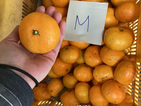 今食べてほしいたべごろに仕上げ　石積み潮風段々畑の石地みかん1.5kg　SMサイズです傷などはありますがミカン好きはぜひ7箱まで送料同じ