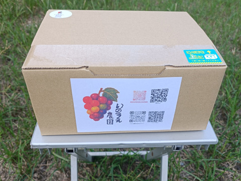 岡山県産 藤稔 1キロ以上(2房)