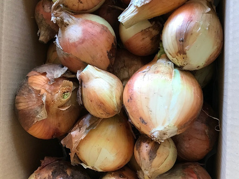 【あと１０箱！訳あり品】パッチファームの玉ねぎ５ｋｇ