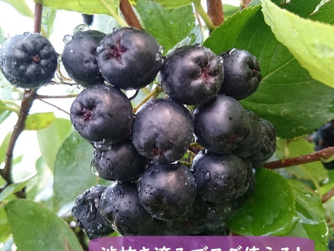 【すぐ使える渋抜き済み】便利な冷凍 たっぷり500g 魅惑のスーパーフルーツ！ポリフェノール！r冷凍アロニア