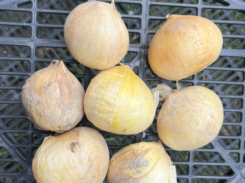 ジャンボニンニク　【20㎏】