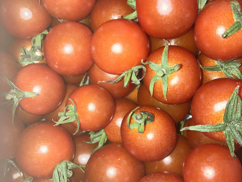 【甘くて芳醇ご褒美ミニトマト】　寒暖差で甘みが凝縮した今が旬！太陽の光をたっぷり浴びて育った高糖度ミニトマトをギフト箱でお届けします！自分へのちょっとしたご褒美、大切な方への贈り物にも！　2kg×1箱