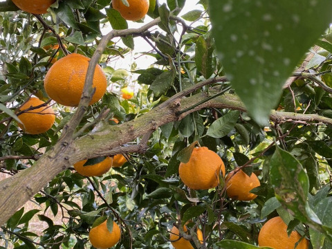 甘い！不知火！愛媛のみかん　家庭用３キロ