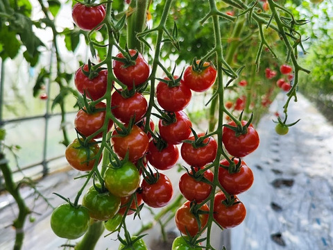 野菜の宝石！【プチぷよとまと】（850g×３箱）約2,6㎏