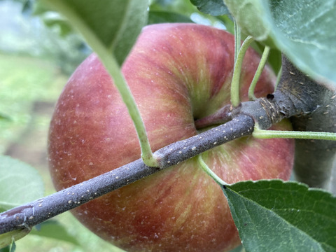 すっきり甘い、人気の早生品種、葉とらずつがる