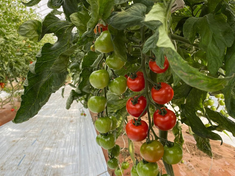 〈旨味と酸味がギュッと濃縮〉エロうまトマト1.5kg