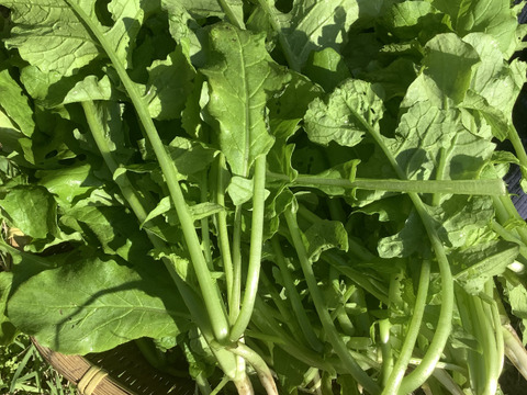 カラフルいんげん300g✖️間引き菜（大根葉、人参葉、蕪菜など）1000gセット