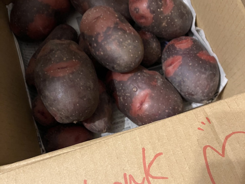 見た目も味も刺激的☆掘りたてデストロイヤー　箱込み2ｋｇ