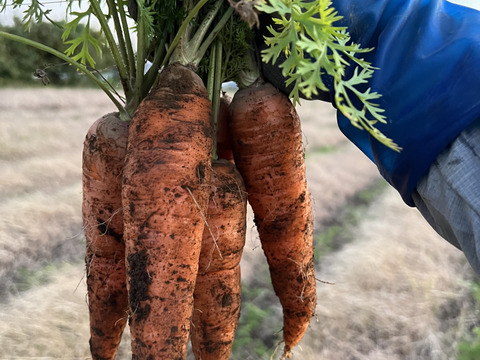 【有機JAS】【3kg】あまい！オーガニック人参