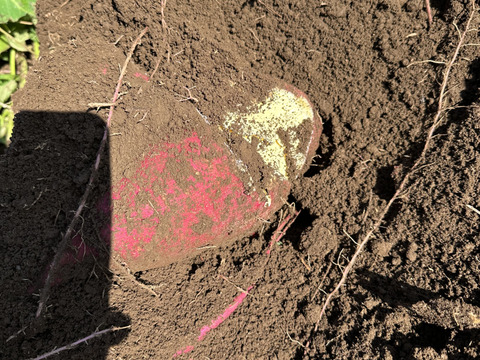 掘りたて　栗かぐや　さつまいも　3kg