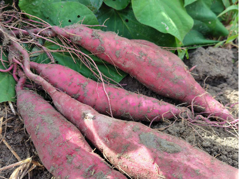 自然栽培【紅はるか】さつまいも　希少いも5キロ固定種 在来種（ 淡路島産）農薬不使用　無肥料栽培