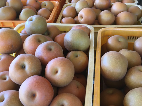 定番の美味しさ！みんな大好き幸水梨(5kg)