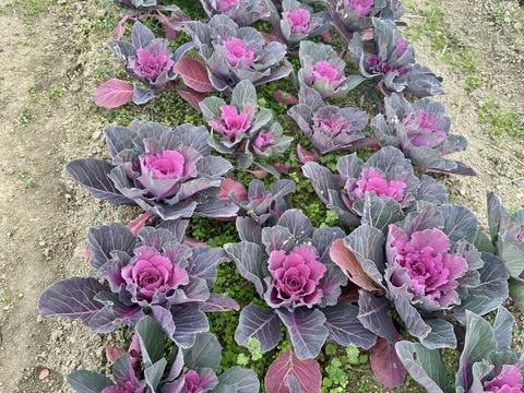 【葉牡丹／紅白／４本】畑からそのまま、土付きでお届けします。生命力あふれる葉牡丹は、切花でも元気。鉢に植え替えれば、さらに長く楽しめます。「育てる楽しみ」と「飾る楽しみ」を一緒にどうぞ。