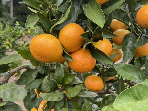 大人気！ゆら早生みかん　(ご家庭用・5kg)