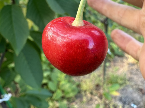 【 ミニやまがた紅王 】山形県天童産 500g 【 規格外:サイズL.LL混合:味は最上級 】