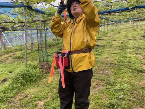 太陽さんさん露地栽培！ジューシー！あま〜い！味に自信あり！紀州有田巨峰村の種あり藤稔（ふじみのり）1kg(３～４房)