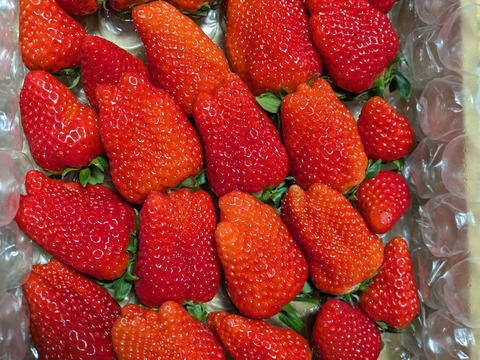 静岡県限定品種【きらぴか】1000ｇ以上　◇朝どれ完熟保証◇