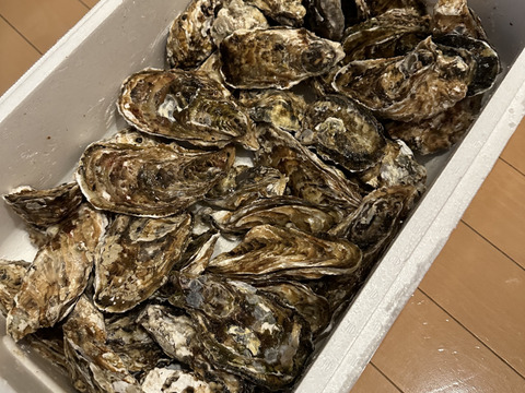 【期間限定10％OFF中】生食用４ｋｇ殻付き 牡蠣 （28~55粒）牡蠣 殻付き牡蠣 殻付き牡蛎 牡蛎 生牡蠣　かき カキ 松島牡蠣屋 BBQに 貝類海産物 オイスター  貝