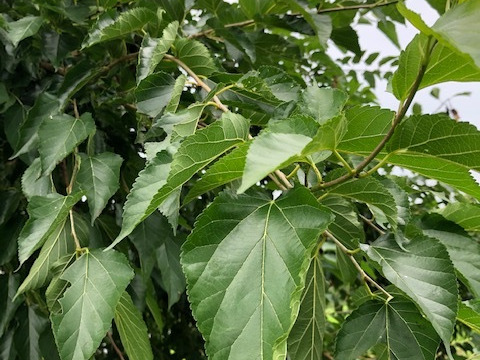 自然農法栽培農薬不使用　 桑の葉  200枚以上お入れしてお送りいたします    　桑の葉茶などに　5月から出荷スタート致します。