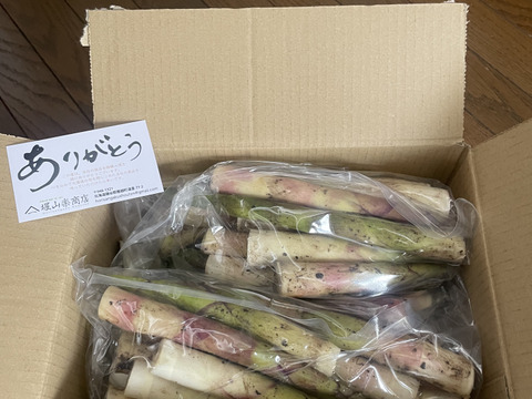 【2025年度分、予約受付中‼️】北海道の山菜、北海道産の天然根曲りたけのこ2kg