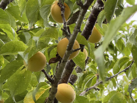 希少な自然農法栽培　農薬不使用 農園自慢の熟し梅　日本古来の原種梅鶯宿です。
サイズ無選別   3キロ以上　サービスでその日に採れた野菜もお入れしてお送りいたします。