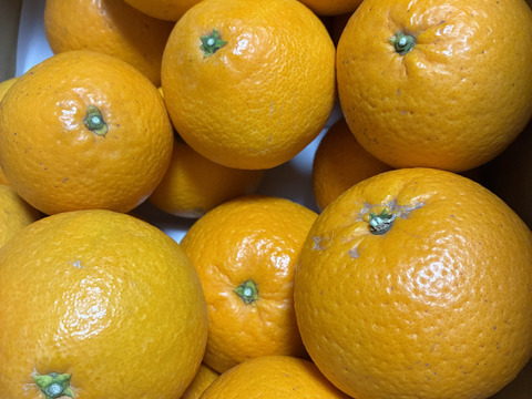 【家庭用】清見 5kg 果汁たっぷり香りよし♡愛媛みかん！！