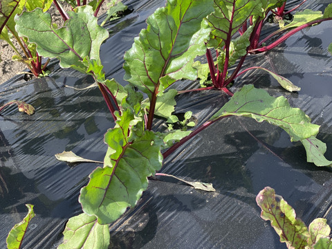 【信州産ビーツ】20kg 【有機肥料使用・化学農薬不使用】 蓼科高原産】農薬化学肥料不使用 ビーツ 1kg：長野県産の