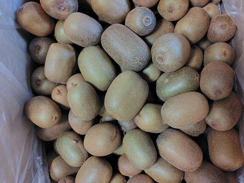 幻の一口キウイ！『さぬきキウイっこ®』訳あり・ご家庭用・5kg（７０～１００個）