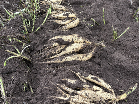 今話題の白いサツマイモ「きみまろこ」
上品な甘さとまろやかな口ざわり
5キロ入り大きめサイズミックス