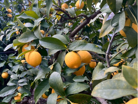 【和歌山有田育ち】丸ごと使える自然派レモン5kg