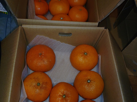 【人気２品種食べ比べ】せとか＋甘平 各2kg 家庭用