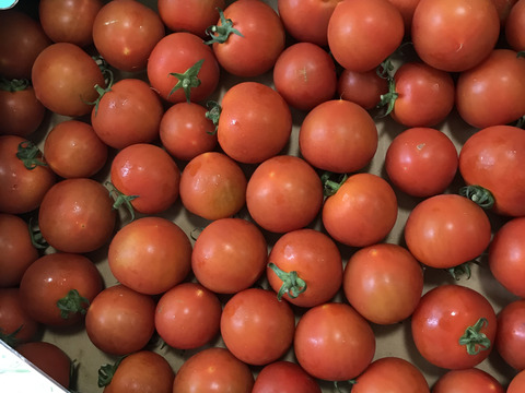 冷蔵便✨訳あり✨ファンゴッホ3kg（中玉トマト）15%増量中！規格外・キズ・変形・ヘタなし