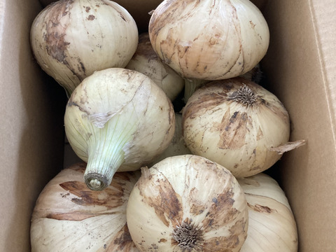 新玉ねぎ3kg🅱️🧅淡路島極熟玉葱　今が旬‼️ 特別栽培農産物　シャーロットオニオン