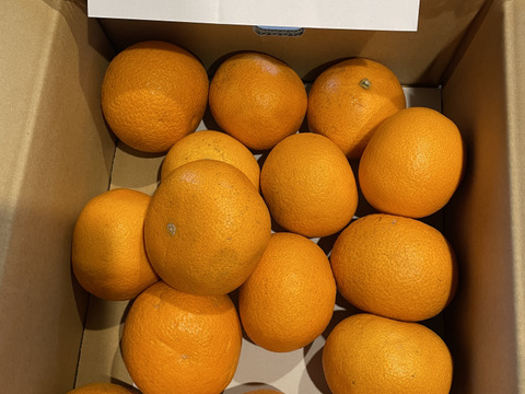 【紅・甘ッ・ホロ苦ッ】大人の味‼︎紅八朔「家庭用」4kg