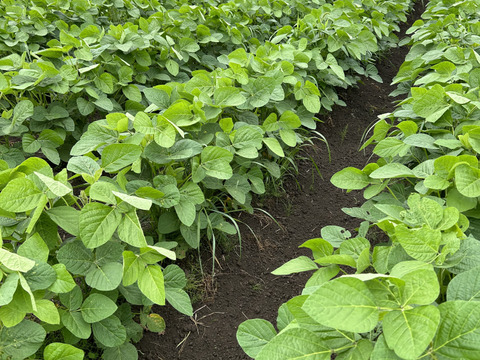 【農薬化学肥料不使用】甘みと旨みの絶妙なバランス『つがるの茶豆5号』300g×8p