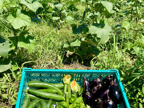 【栽培期間中、農薬・肥料不使用】旬のお野菜詰め合わせセット（5～8品目）