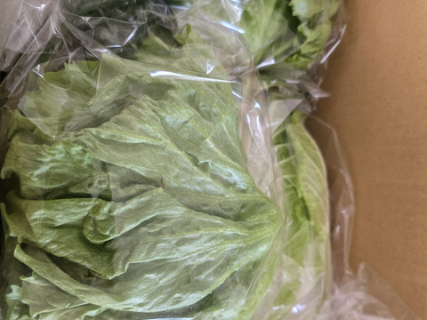 淡路島レタス、４玉