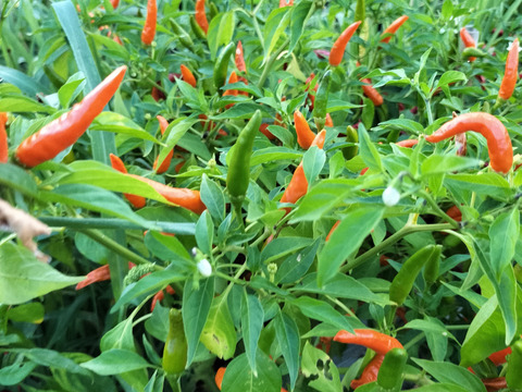 お試し　3種乾燥少量唐辛子セット