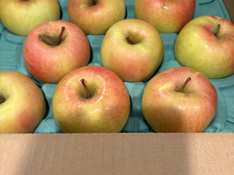 マツコDXさんが絶賛✨【このりんごを嫌いな人はいますか？？】名月 3キロ箱 6玉〜16玉サイズ 商品ID44435 ぐんま名月 甘い 信州 リンゴ 幻 幻のリンゴ 予約 希少