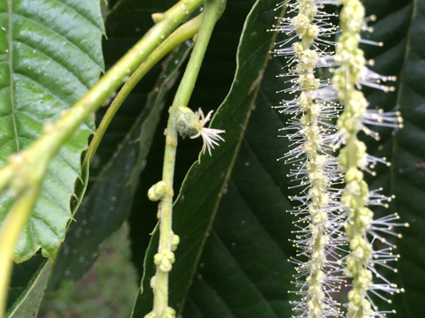 高級ブランド栗！　小布施栗　大（Lサイズ）　計り売り１ｋｇ単位