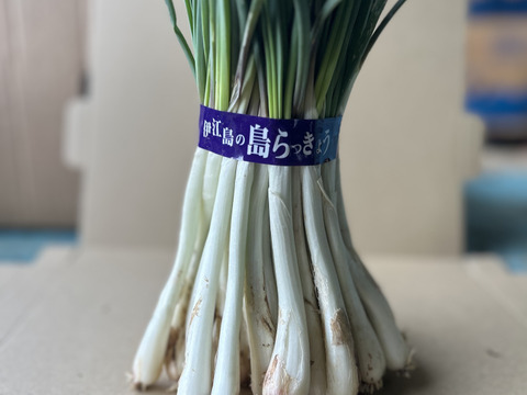 沖縄 伊江島特産 島らっきょう 1.5kg