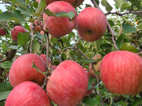今年の出来は大粒　桃農家のりんご （サンふじ）１０ｋｇ（２８個位）サクッとジューシー　最高の出来栄えです