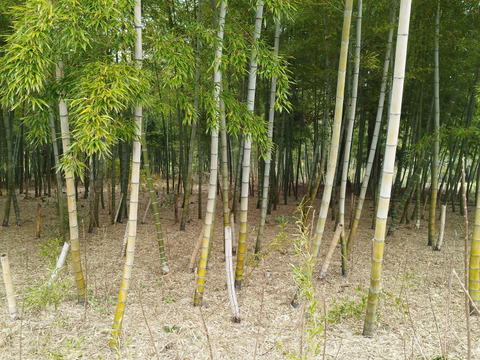 自然栽培　谷定孟宗（タケノコ）3kg