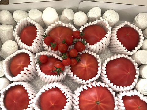 予約★平均糖度10度！★完熟★名水育ち★究極のフルーツトマト「海部川のしずく」800g(6〜20個)　品種は驚きの桃太郎！