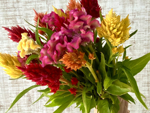 【うー様専用ページ  】クール便、人気あり！【ビビッドに楽しむ夏の花ケイトウ30本！】プレゼントOK!花農家から直送！暑さに強く、炎のような形や色とりどりの花姿が、見るだけで元気とパワーをくれます！