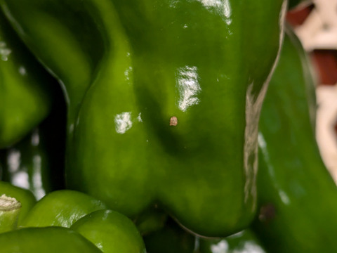 ピーマン　規格外　約120個前後　6キロぐらい　大小様々