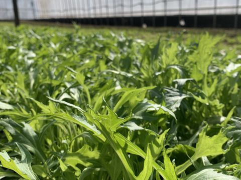 期間限定値下げ中！甘く瑞々しい！サラダ水菜150ｇ×７袋入【農薬、化学肥料不使用】