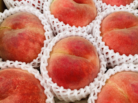 白根白桃（9月中旬お届け）【わけあり家庭用 2kg】ジュワッと果汁溢れる！白桃