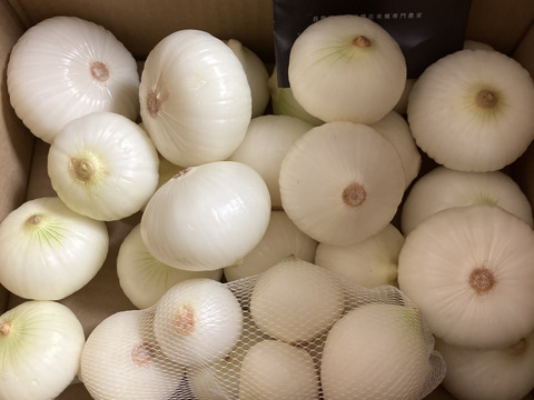 淡路島新玉葱自然栽培3キロ【固定種 在来種　完全農薬不使用　無肥料栽培　種子消毒無し【有機JAS法で認められた農薬・肥料・土壌改良剤も一切不使用】自然の力だけで栽培　数量限定予約販売開始ご予約順次発送