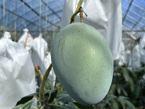 キーツマンゴー6個入り ご家庭用】沖縄県産キーツマンゴー800g（1-2玉）：沖縄県産の